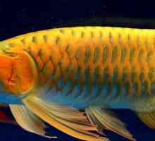 Aravan (риба): описание, съдържание, грижи и отзиви
