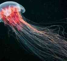 Арктическият цианид е най-голямата медуза в света