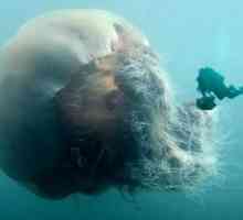 Арктически медузи - най-голямата медуза в света