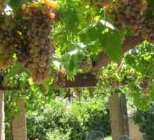 Горно грозде: описание на сорта, култивиране и грижи