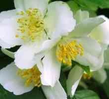 Ароматни жасмин цветя във вашата градина