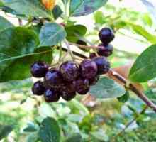 Aronia blackberry: снимка, лечебни свойства и противопоказания