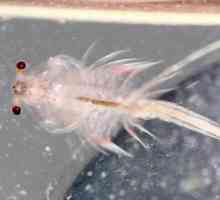 Artemia, рибна храна: как да се размножава?