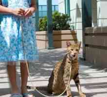 Ашер е най-голямата порода котка