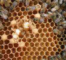Аскосфероза на пчелите: превенция и лечение