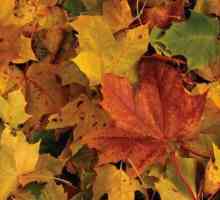 Асоциации с есента: падане на листа, гъби, дъжд, птици, летящи на юг