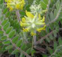 Astragalus woollyflower: лечебни свойства и отглеждане в градината парцел