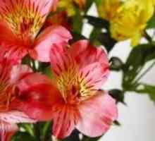 Astrameriya - цветя за вашия дом и градина