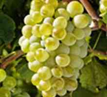 Августин - грозде от ценни сортове
