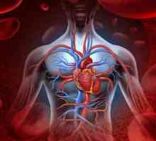 Автоматизация на човешкото сърце: дефиниция, описание, възли и градиент