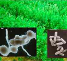 Бактерии за фиксиране на азот: местообитания, функции