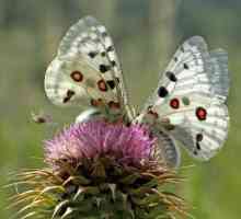 Butterfly Apollo: интересни факти и описание