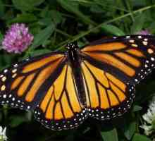 Butterfly danada monarch: описание, характер и местообитание