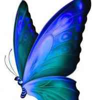 Пеперуда, описание, характеристики на видовете