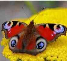 Пепеляво око на пеперудата - трепереща красота