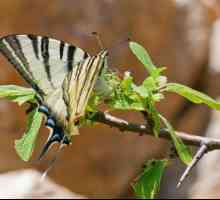 Пеперуди на подплатата: описание, жизнен цикъл, местообитания. Поглъщайте машина
