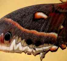 Пеперуда с остриета на крилата: структура и особености
