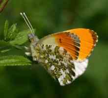 Пеперуда пеперуда: снимка и описание