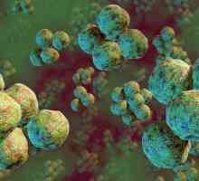 Глобуларни бактерии (коки, микрококи, диплокоци): структура, размери, мобилност