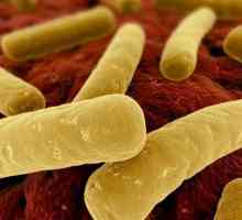 Бактерии Clostridium difficile