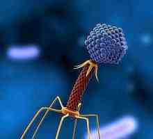 Bacteriophage coli: инструкции за употреба, аналози и прегледи