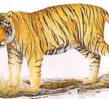 Балийски тигър - изчезнал подвид