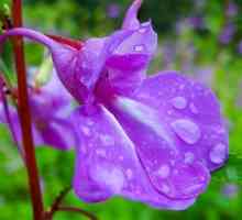 Балсами (цветя): сортове, описание, особености на отглеждането