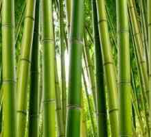 Бамбуков стил - одеяло, което укрепва здравето