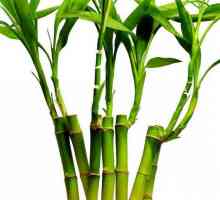 Бамбук: къде расте и с каква скорост? Има бамбукова трева или дърво?