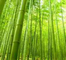 Бамбукови влакна: какво е това, плюсовете и минусите на продуктите от бамбук