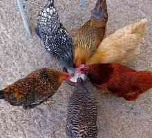 Barnevelder, порода пилета: описание, снимки и отзиви