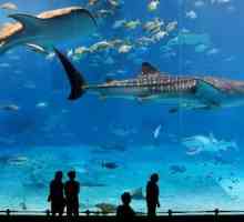 Барселона, аквариум - пътуване до подводния свят