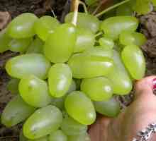 Базена - грозде с невероятни качества