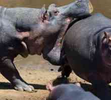 Хипопотами и хипопотами: различия и сходства на тези бозайници