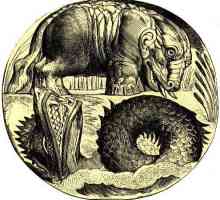 Хипопотам: митология, етимология, сортове