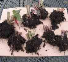 Begonia tuber: зимуване и правилна подготовка за него