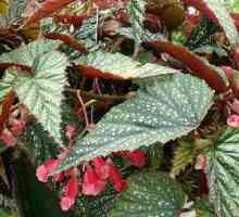 Begonia: родното място на растението. Бегония: сортове, снимка