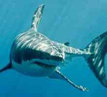 Бяла акула: начин на живот, интересни факти и местообитания