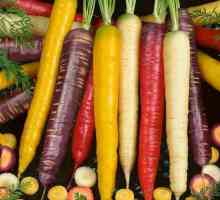 Бели моркови: сортове, вкус, полезни свойства. Защо е морков бял, а не оранжев? Пурпурен морков