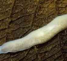 Бяла планария: вид червеи, структура, начин на живот