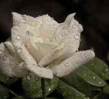 Бялата роза е книга за сънища. Букет от бели рози. Тълкуване на мечтите