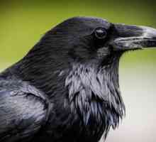"White crow": смисъла на фразеологията. Кой може да се нарече черна овца?