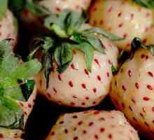 Бяла ягоди: характеристики, предимства и най-обещаващи сортове