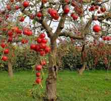 Булеварство-китайски, ябълково дърво: описание, характеристики на грижите, култивация и рецензии