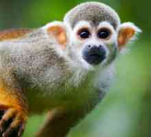 Катерица маймуна: живот и местообитание на невероятен примат