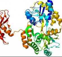 Протеин-ензим: ролята, свойствата, функцията на протеиновите ензими в тялото