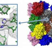 Протеин: структура и функция. Свойства на протеините