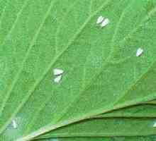 Бялата муха в градината: как да се отървем? Народните методи на борба, а не само