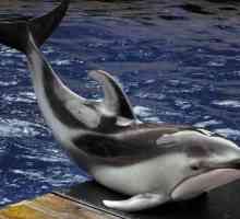 Делфин с бял гръб: описание. Начинът на живот в природата