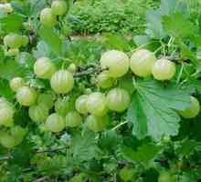 Белоруски захарни цариградско грозде, сортови характеристики, размножаване, грижи